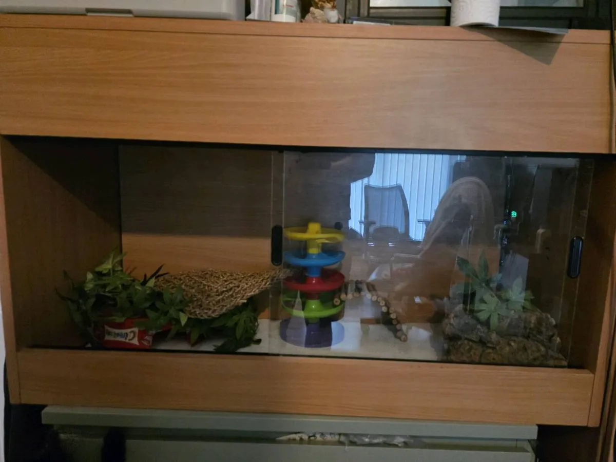 Leopard gecko and Terrarium - Image 3