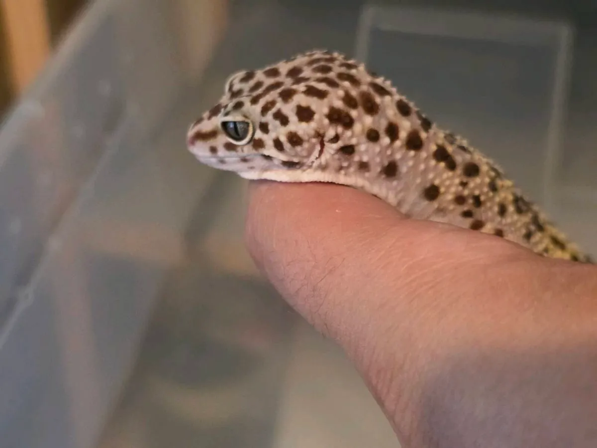 Leopard gecko and Terrarium - Image 4