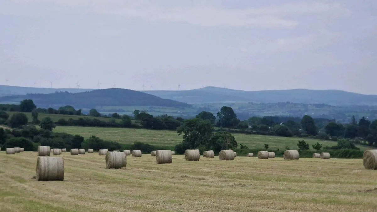 Hay for sale - Image 2
