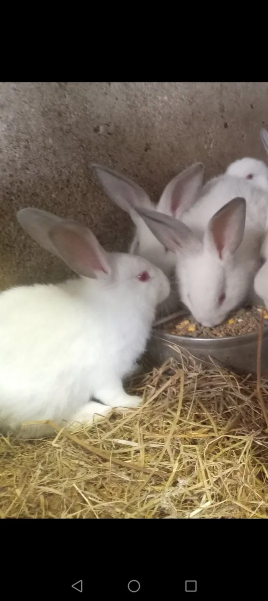 New Zeland Californian Flemish rabbit - Image 1