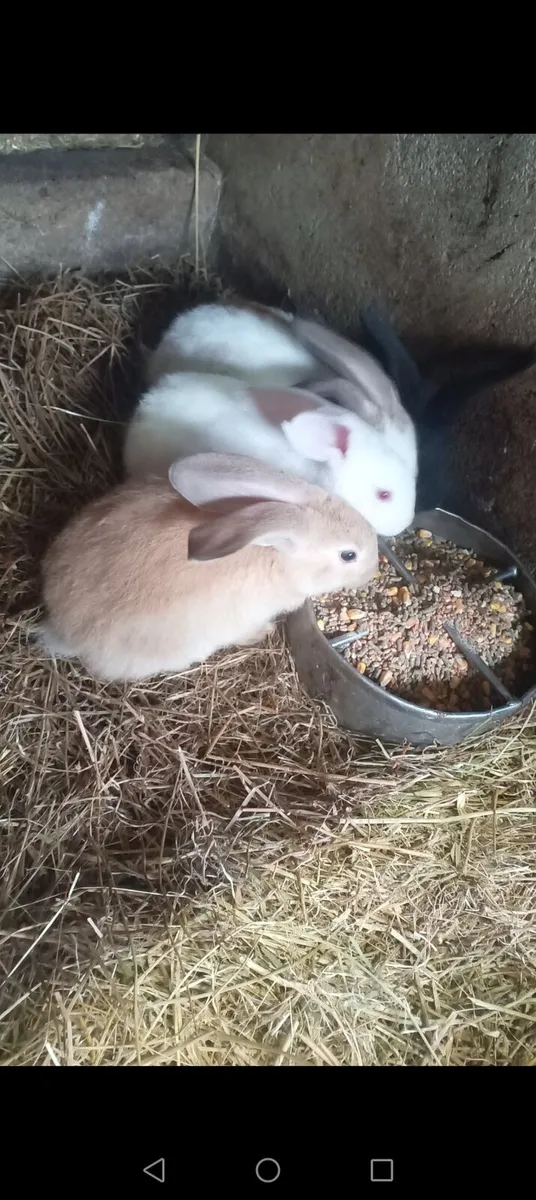 New Zeland Californian Flemish rabbit - Image 2