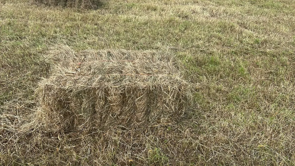 Square bales of hay - Image 2