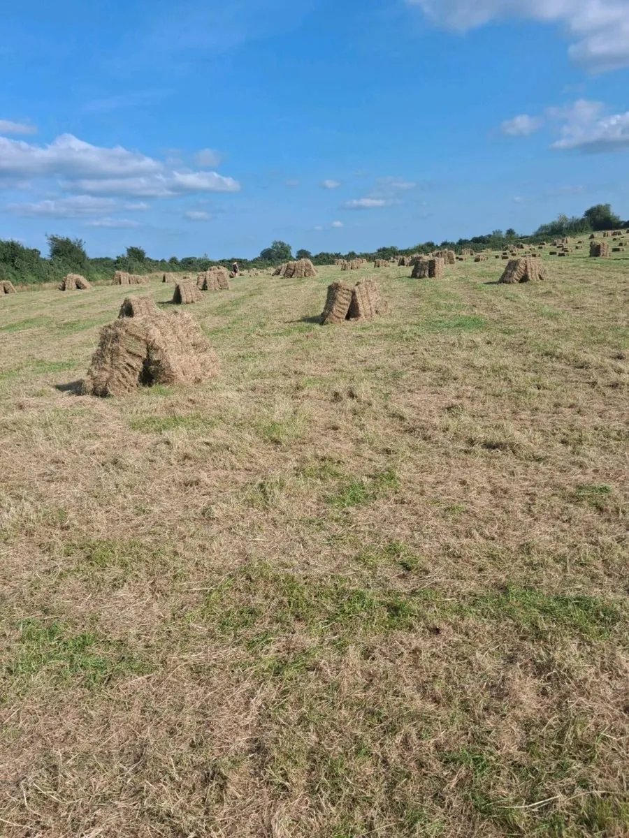 Organic Hay - Image 1