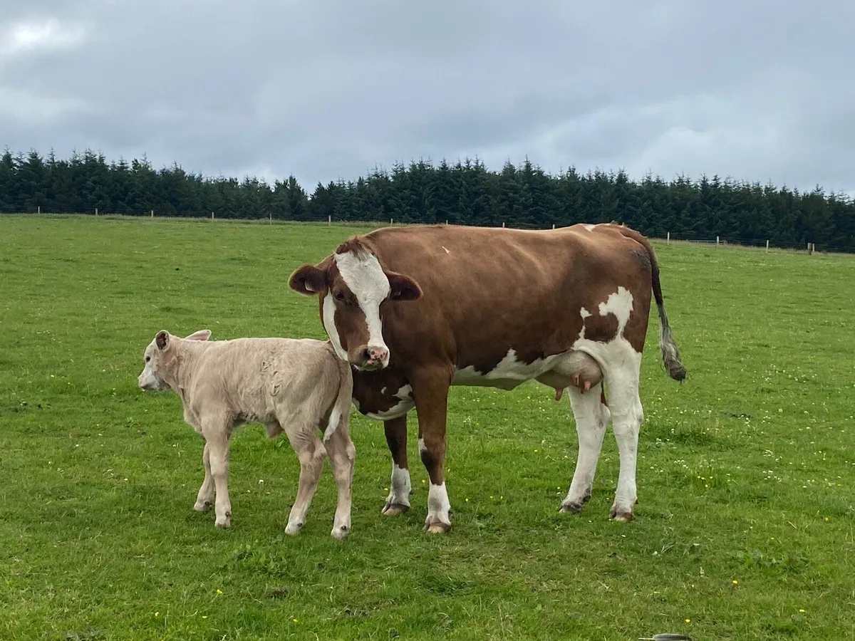 Springer and cow and calve. - Image 2