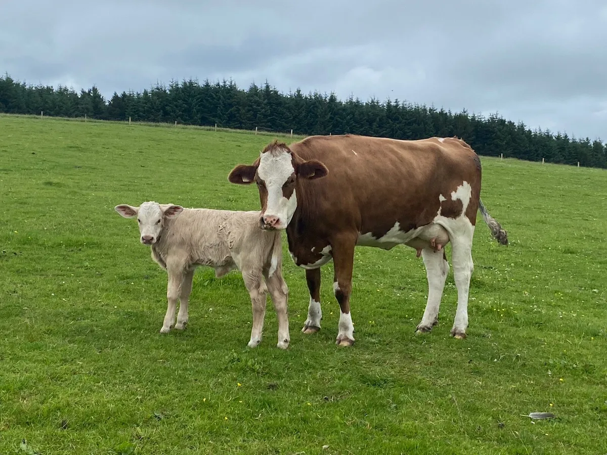 Springer and cow and calve. - Image 1