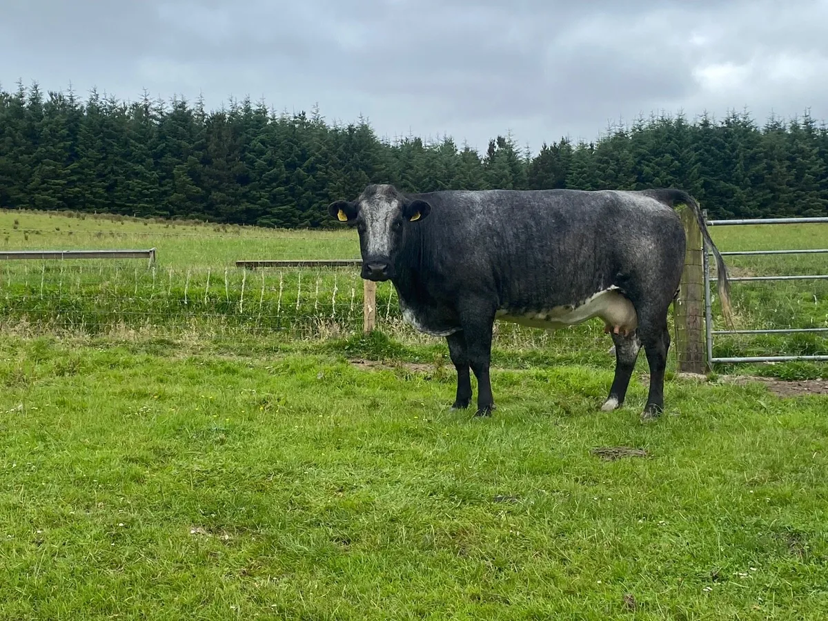 Springer and cow and calve. - Image 3