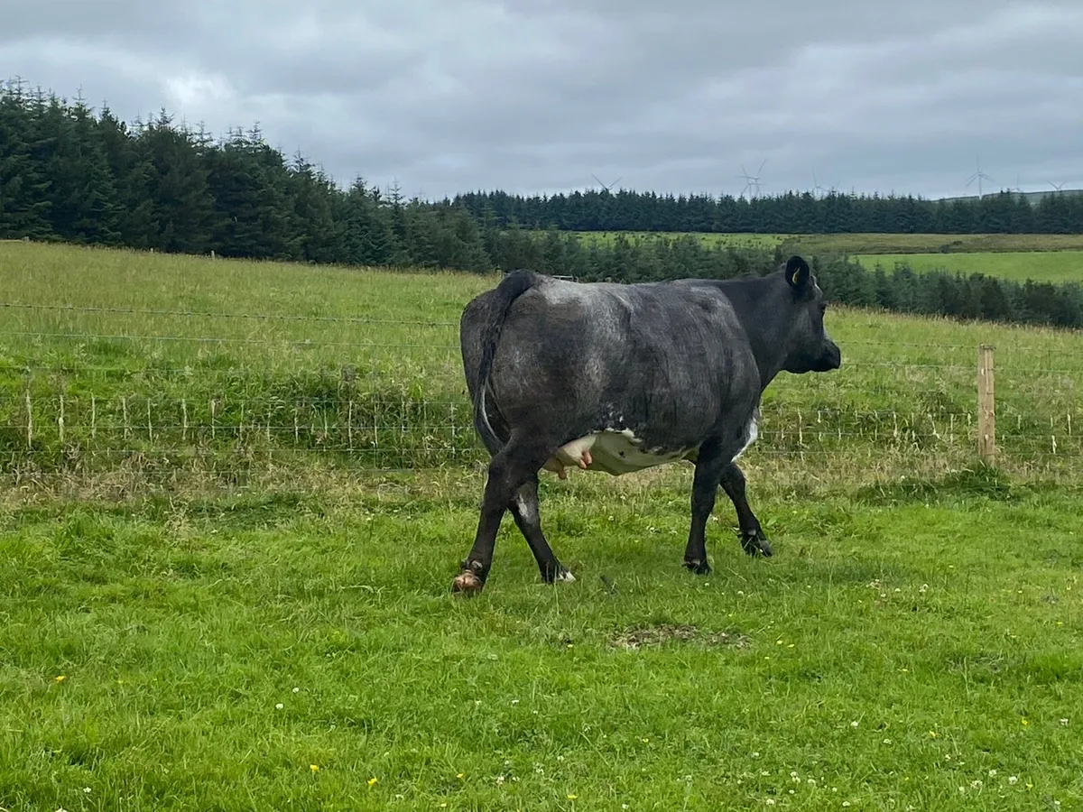 Springer and cow and calve. - Image 4