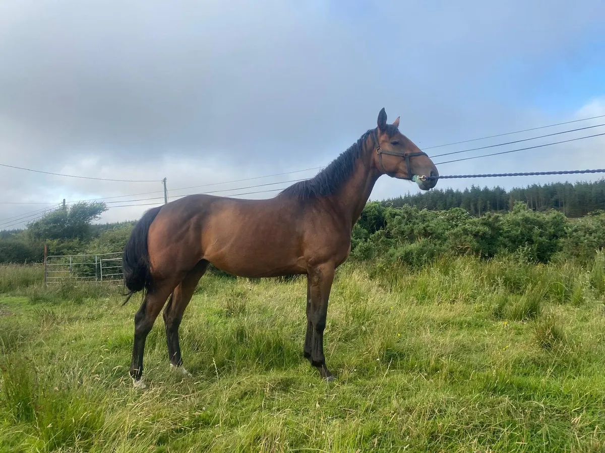 4 year old pointilliste filly - Image 3