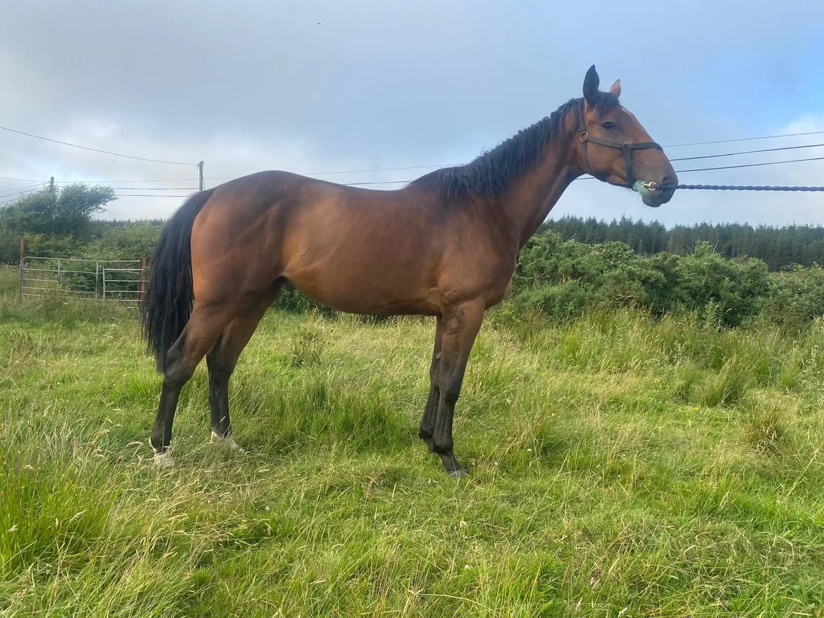 4 year old pointilliste filly - Image 4