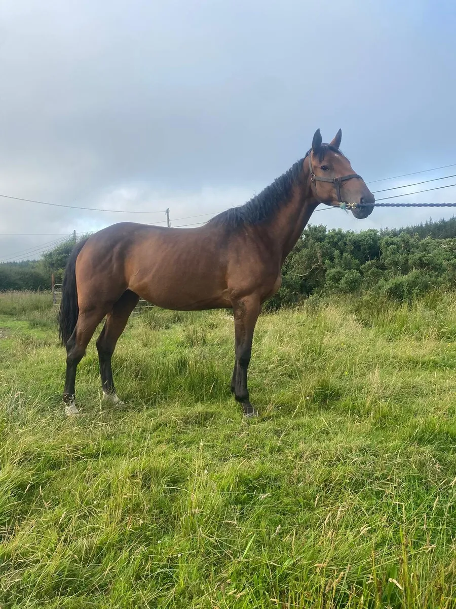 4 year old pointilliste filly - Image 1