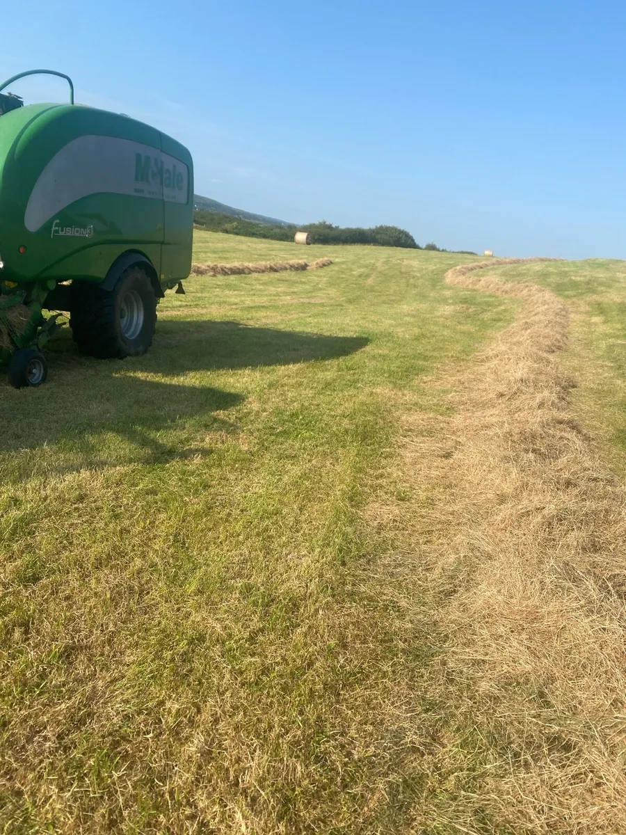 Hay - Image 3