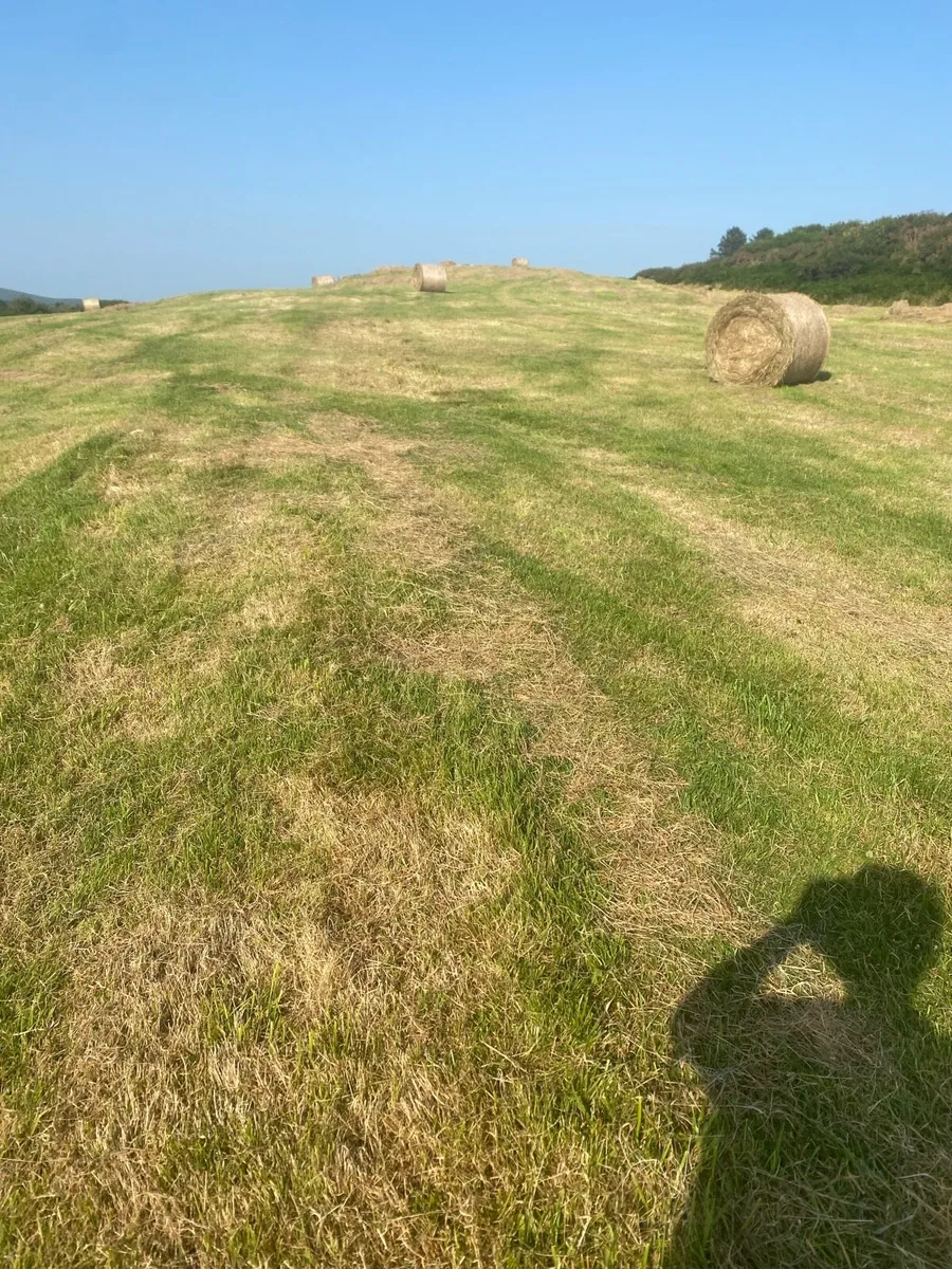 Hay - Image 4