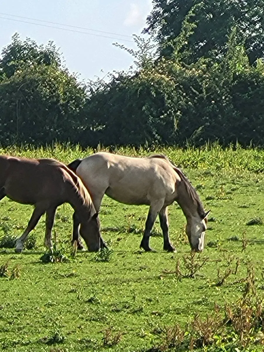 2 horses - Image 2