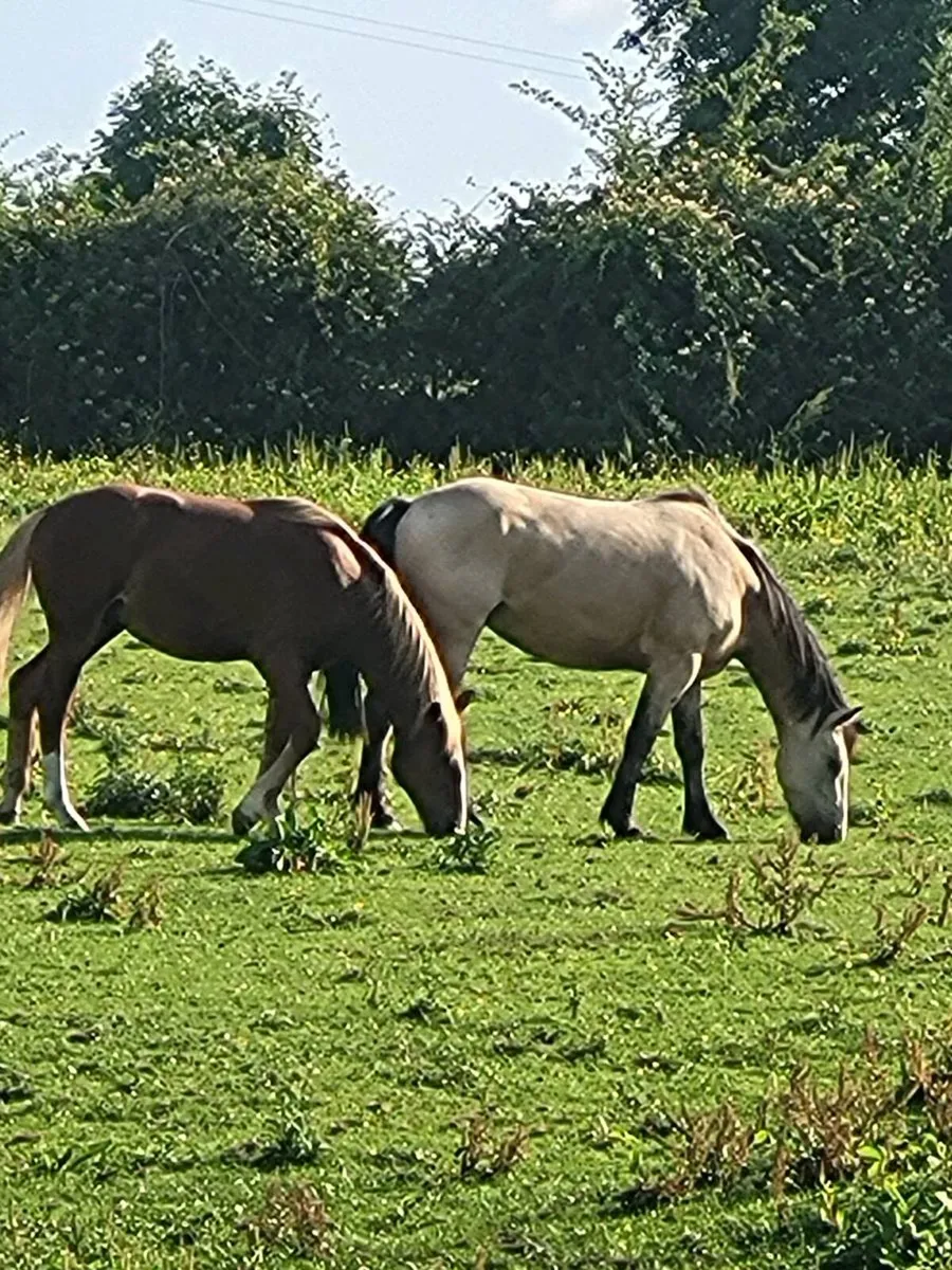 2 horses - Image 1