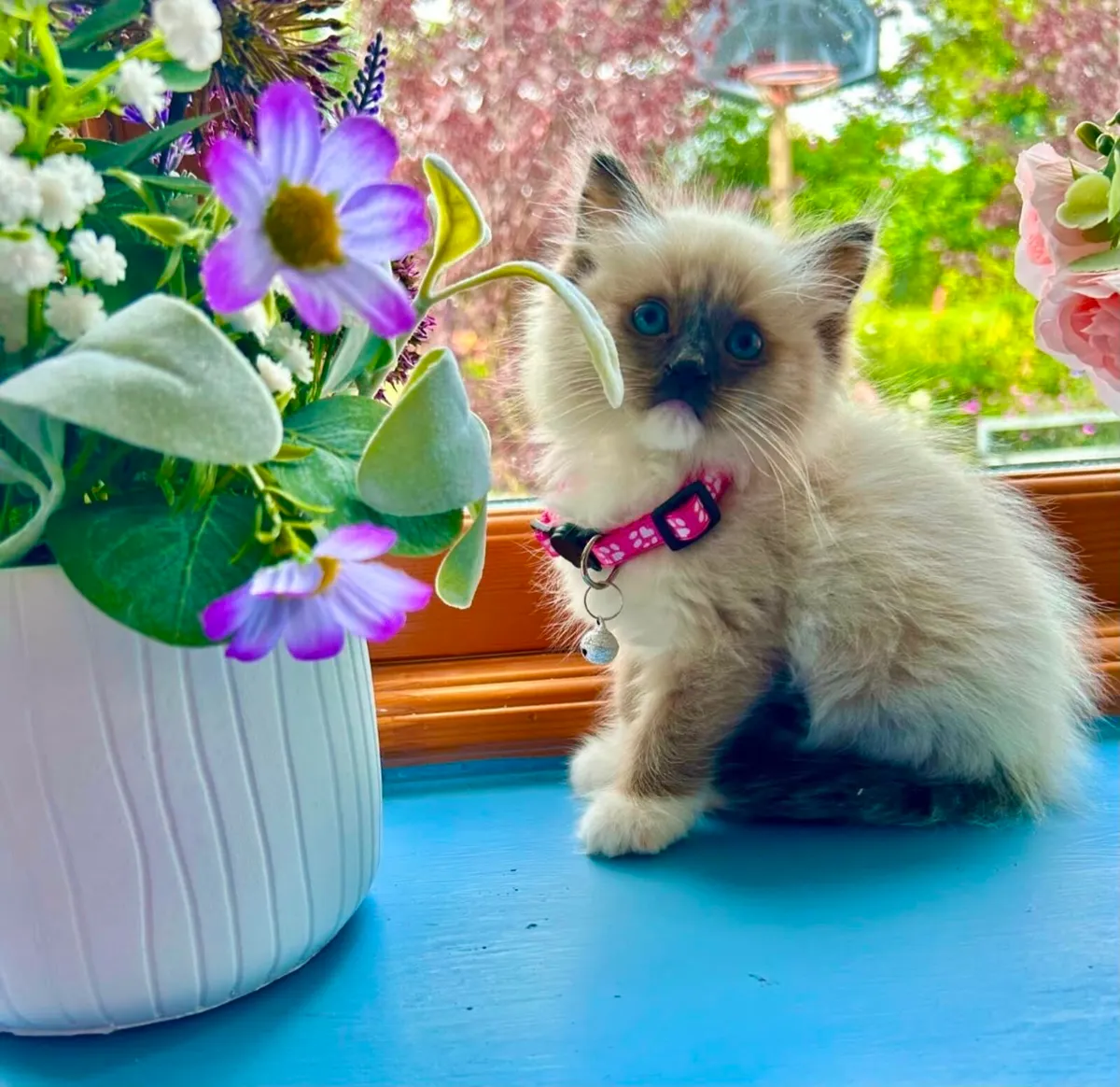 Pure Breed Ragdoll Kittens - Image 1