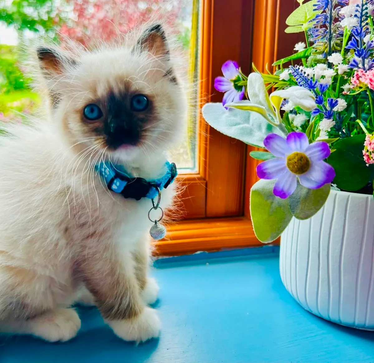 Pure Breed Ragdoll Kittens - Image 2