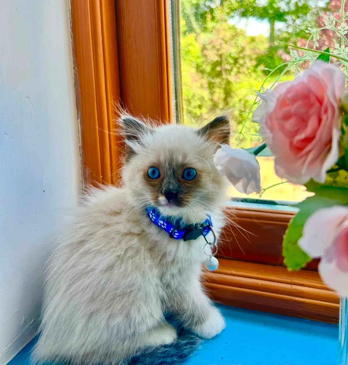 Pure Breed Ragdoll Kittens - Image 3