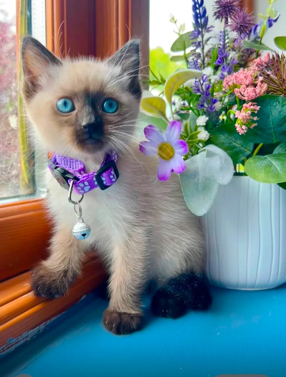 Pure Breed Ragdoll Kittens - Image 4