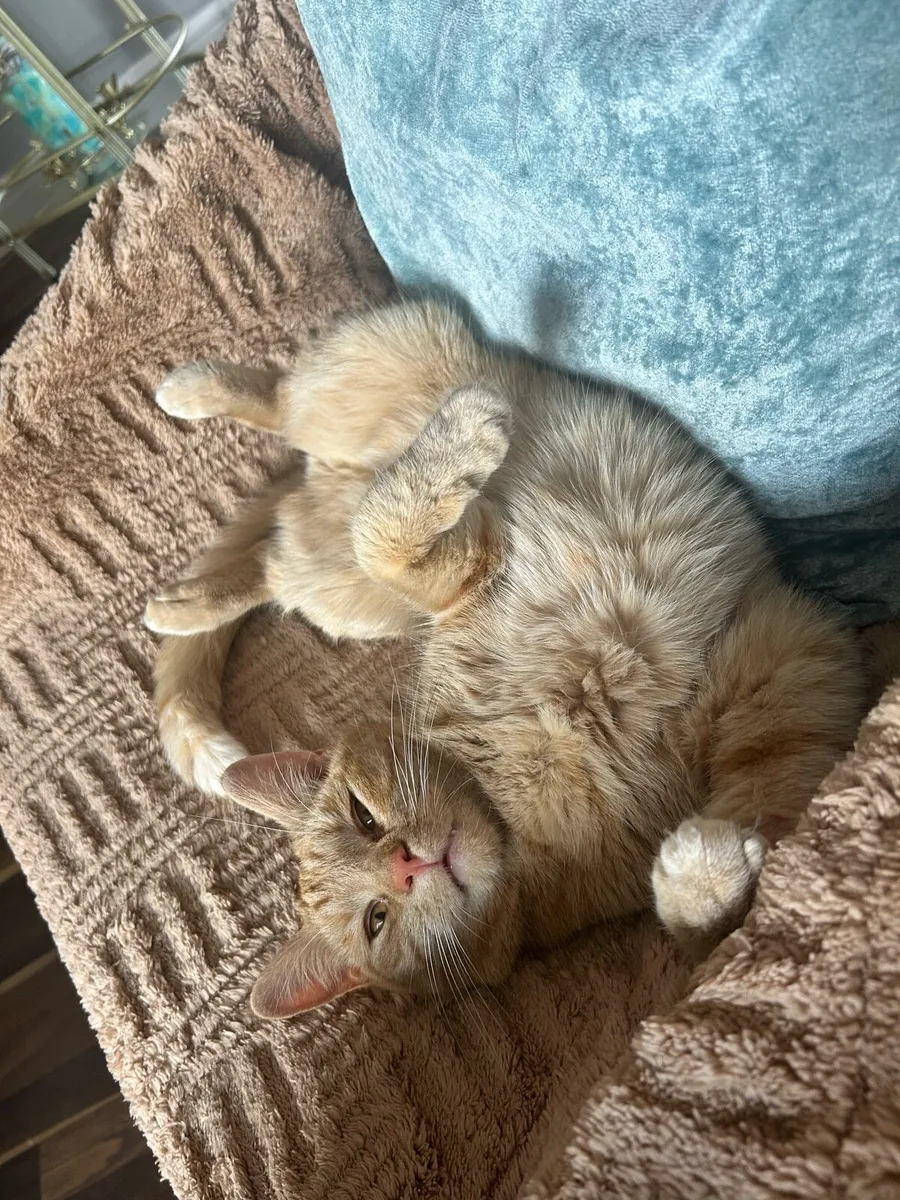 Cat - Image 2