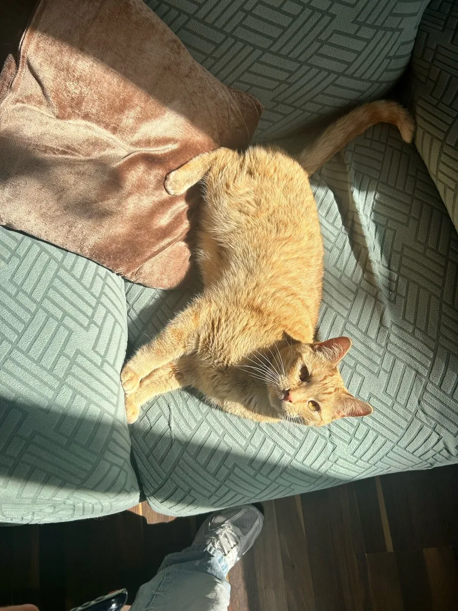 Cat - Image 3