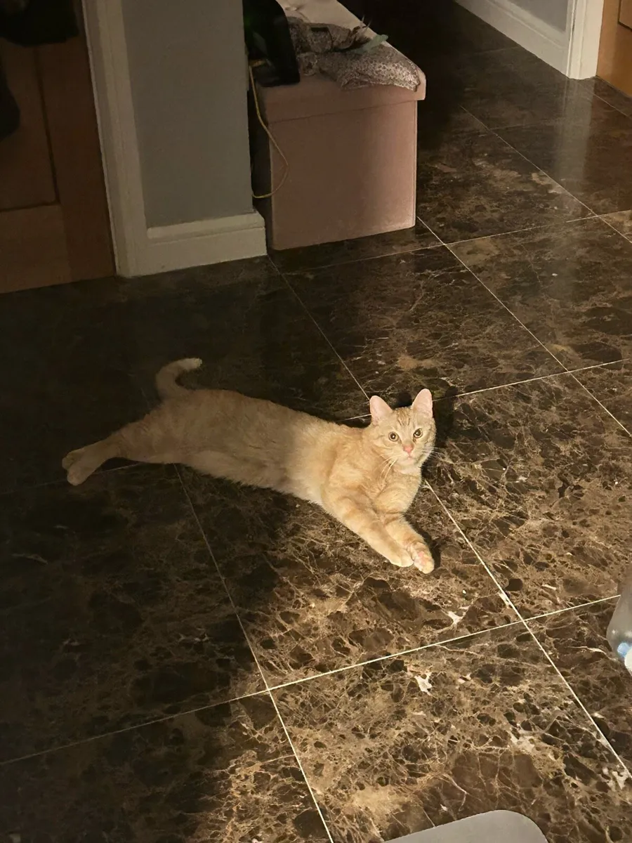 Cat - Image 4