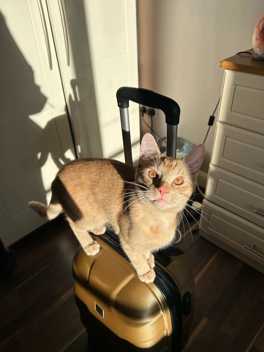 Cat - Image 1