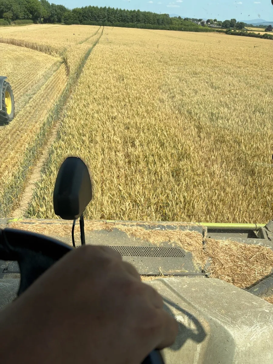 Wholecrop winter wheat and pit maize for sale - Image 2