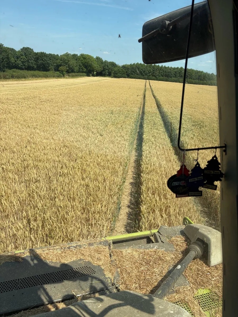 Harvester and Wholecrop head for hire - Image 2