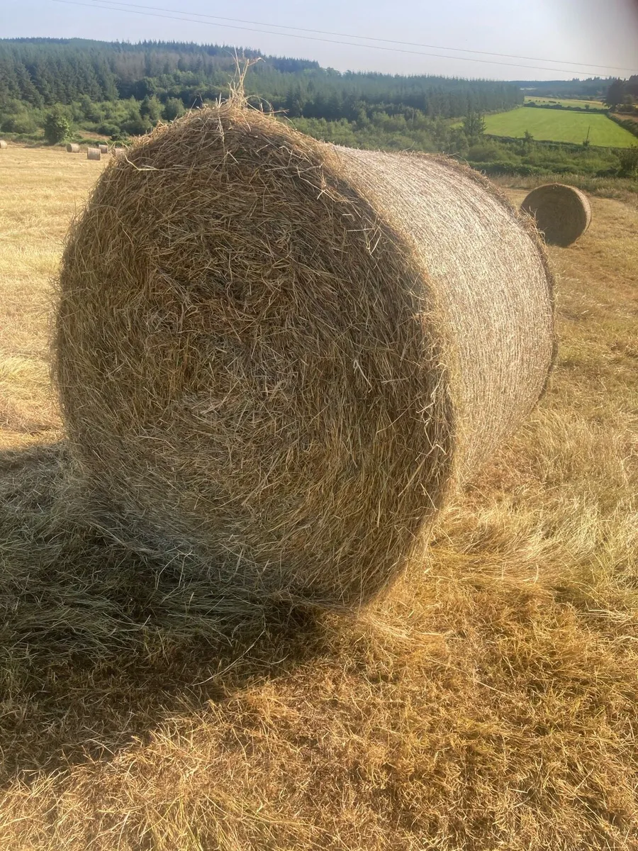 Round bales hay - Image 1