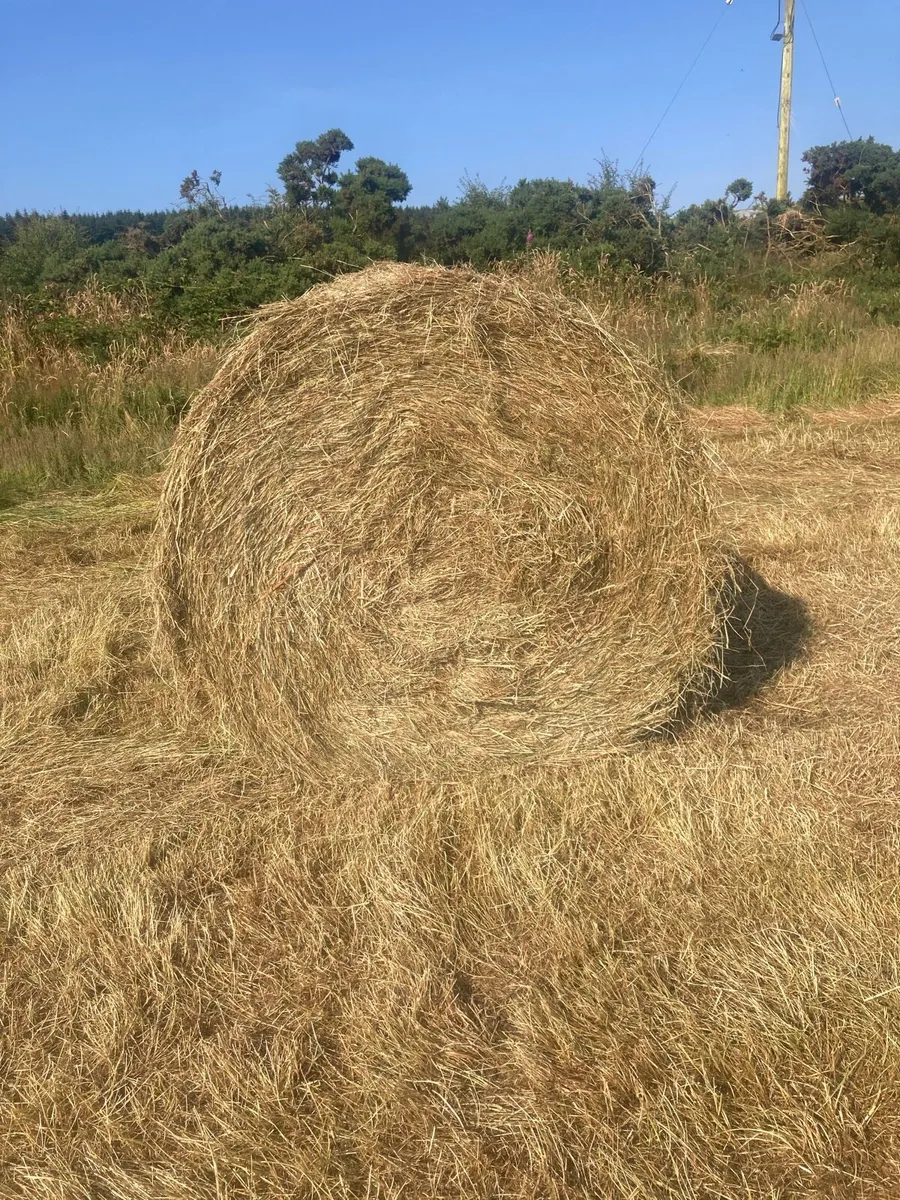 Round bales hay - Image 2