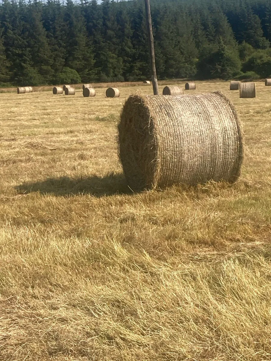 Round bales hay - Image 3