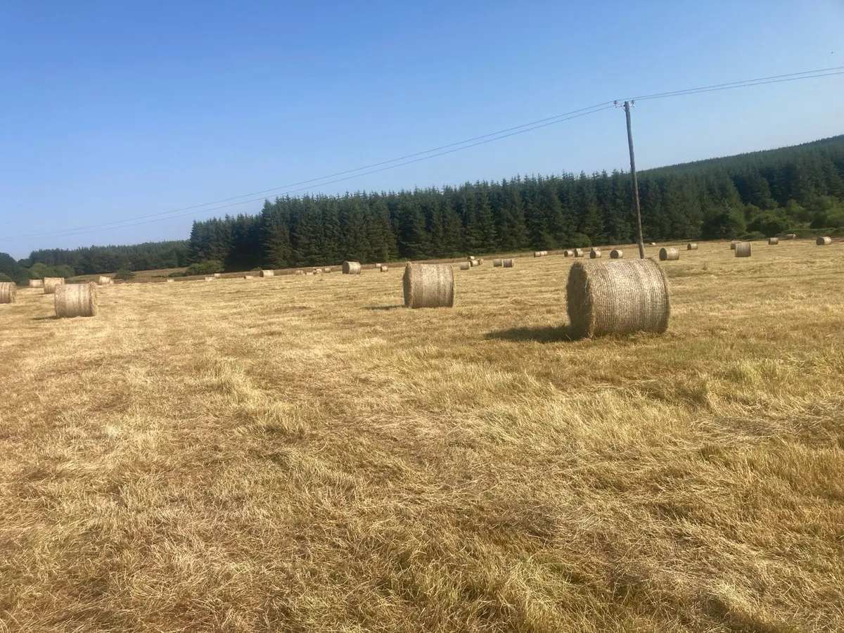 Round bales hay - Image 4