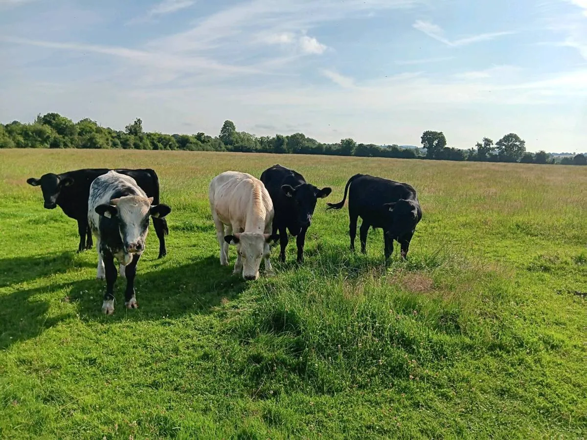Bullocks - Image 1