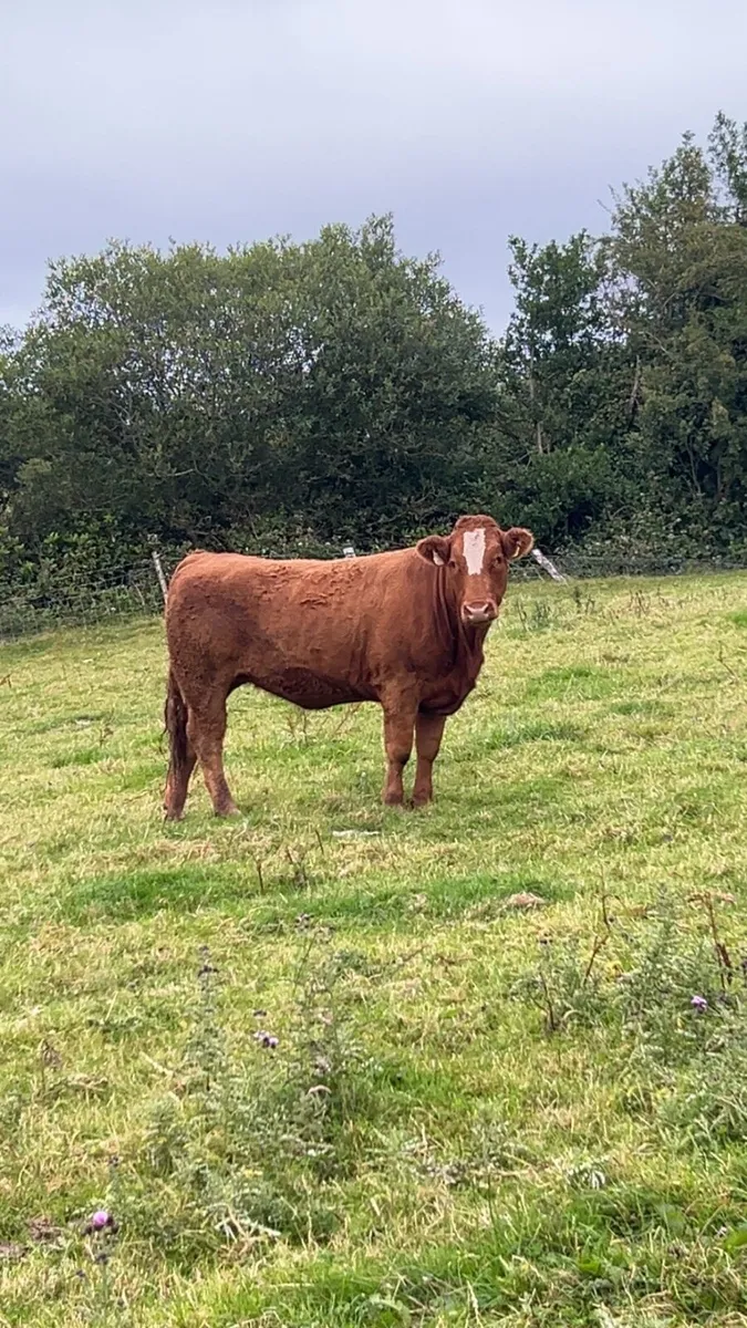 Breeding heifer 4 ⭐️ - Image 3