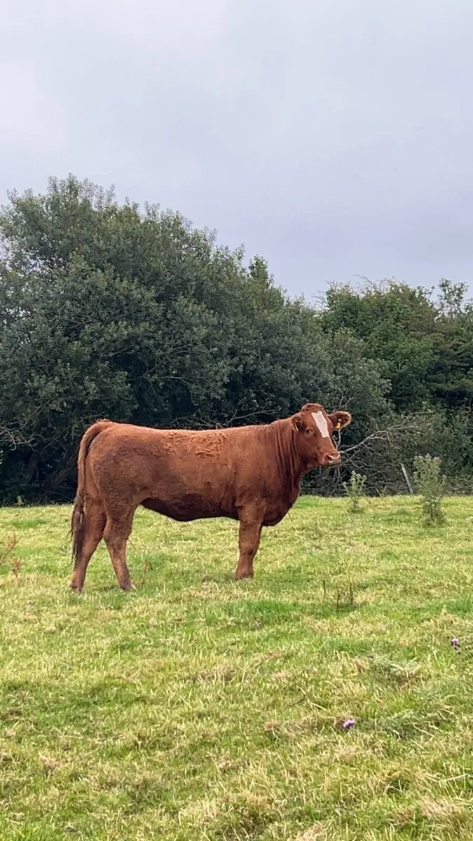 Breeding heifer 4 ⭐️ - Image 1