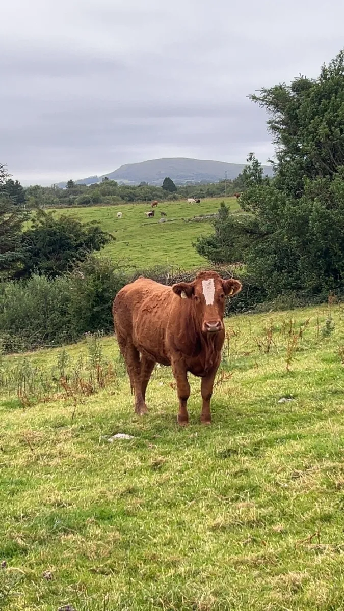 Breeding heifer 4 ⭐️ - Image 2