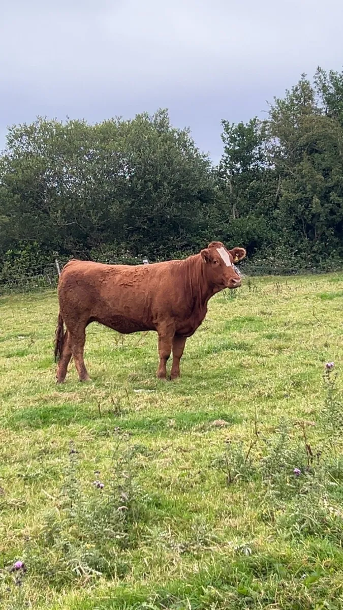 Breeding heifer 4 ⭐️ - Image 4