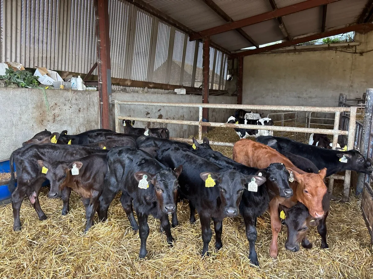 16 super Angus heifer calf’s - Image 1