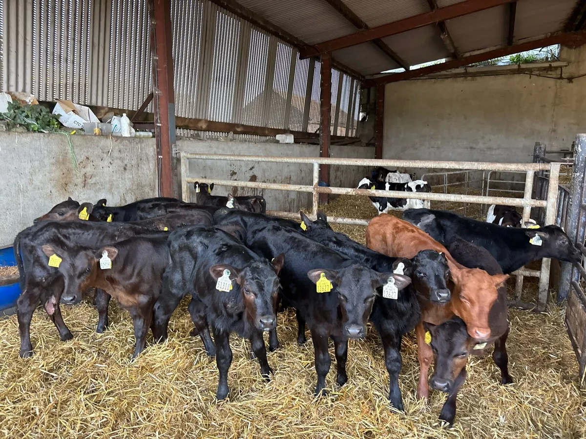 16 super Angus heifer calf’s - Image 2