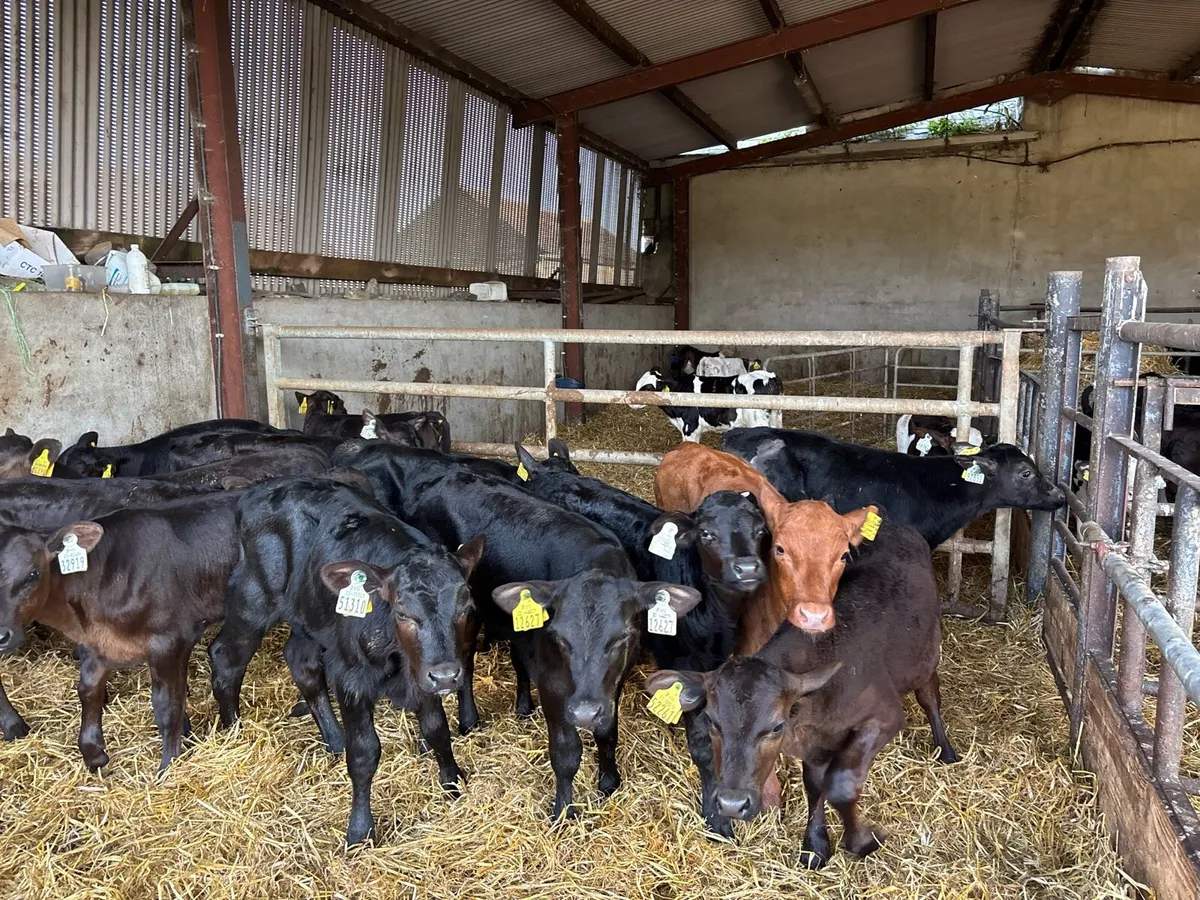 16 super Angus heifer calf’s - Image 3