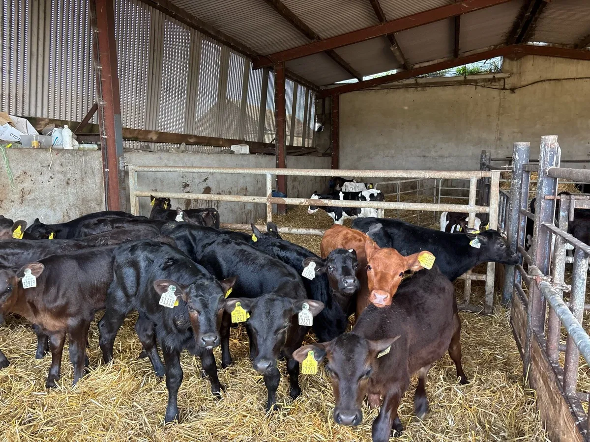 16 super Angus heifer calf’s - Image 4