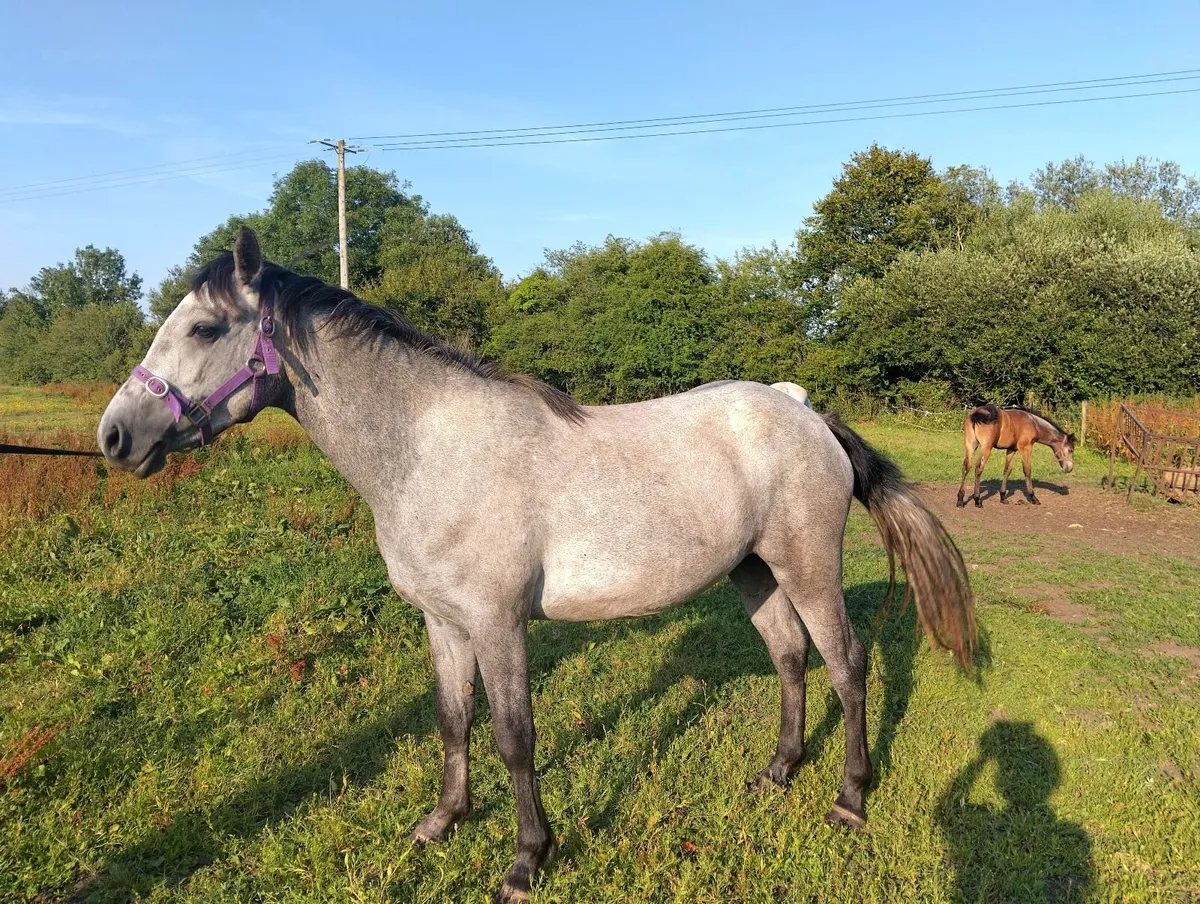 Connemara Filly - Image 2