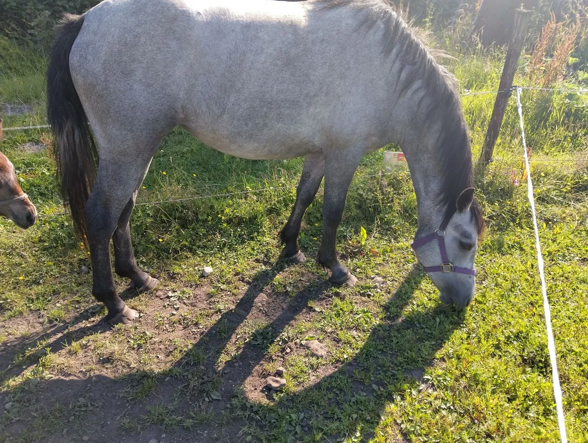 Connemara Filly - Image 4