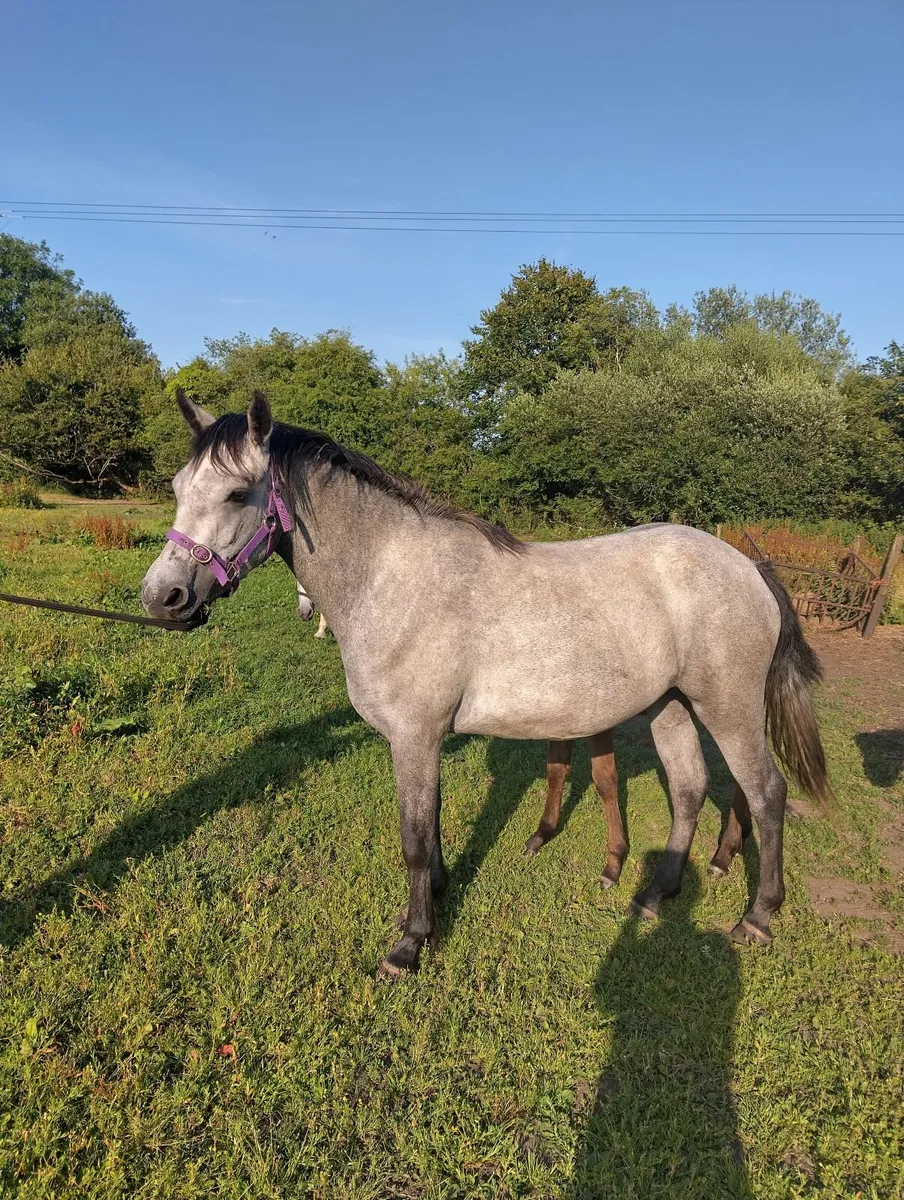 Connemara Filly - Image 3