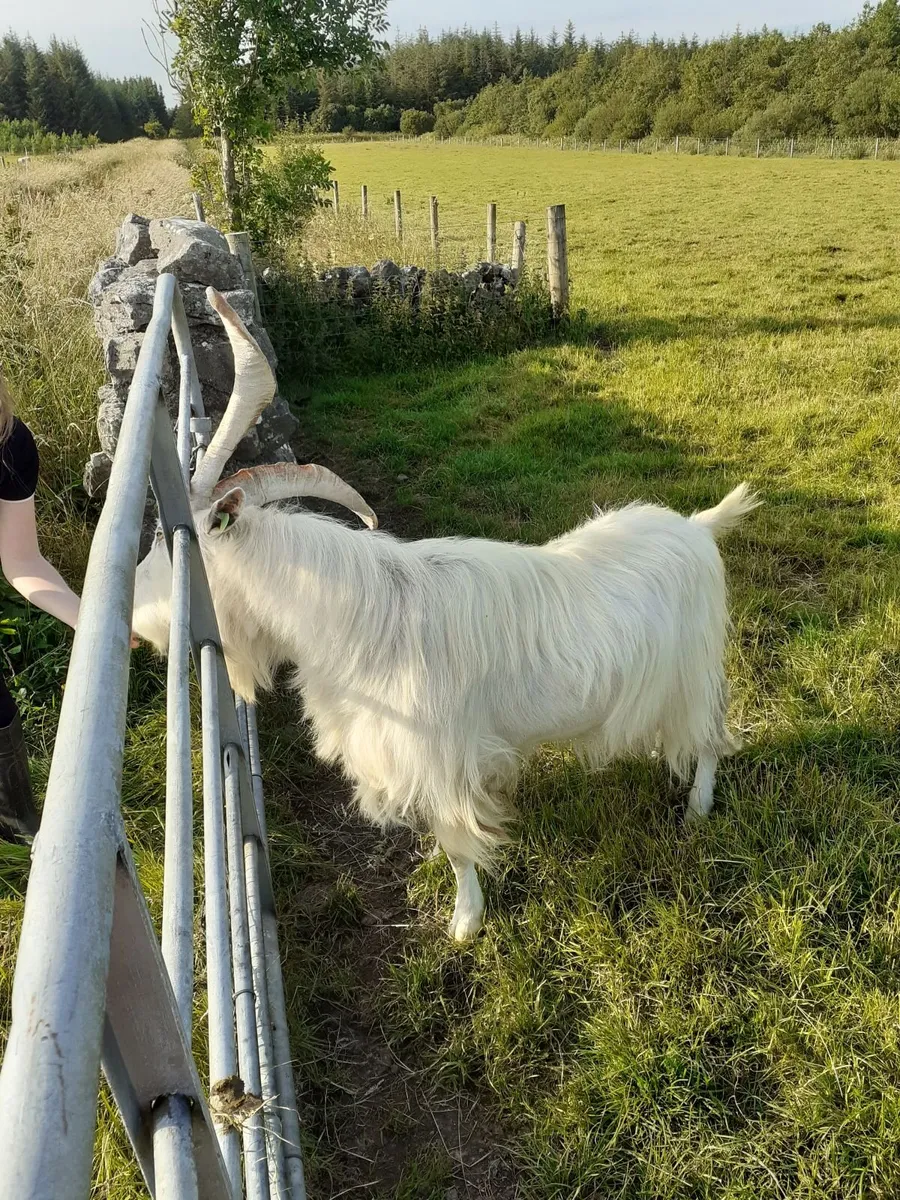 MILKING GOATS AND MALE GOAT - Image 3