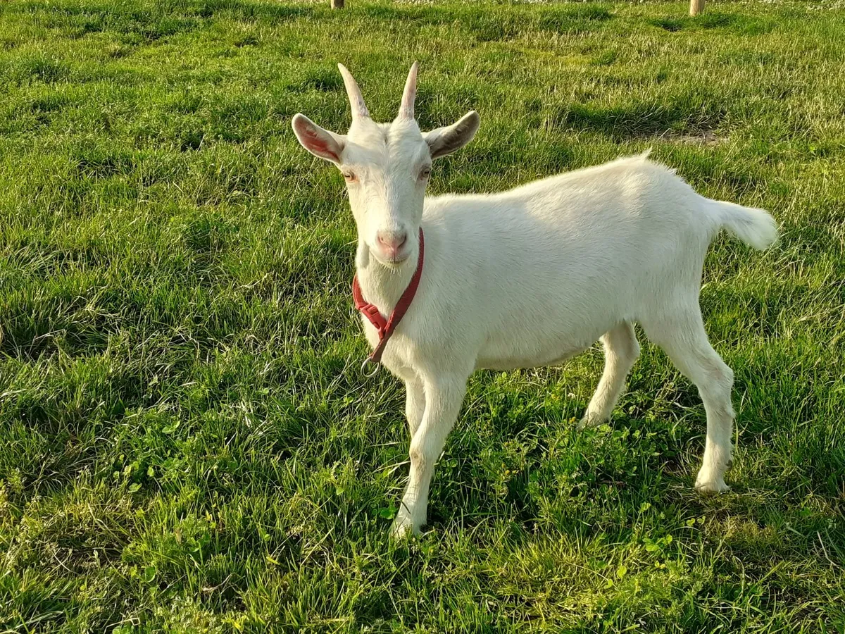 MILKING GOATS AND MALE GOAT - Image 4