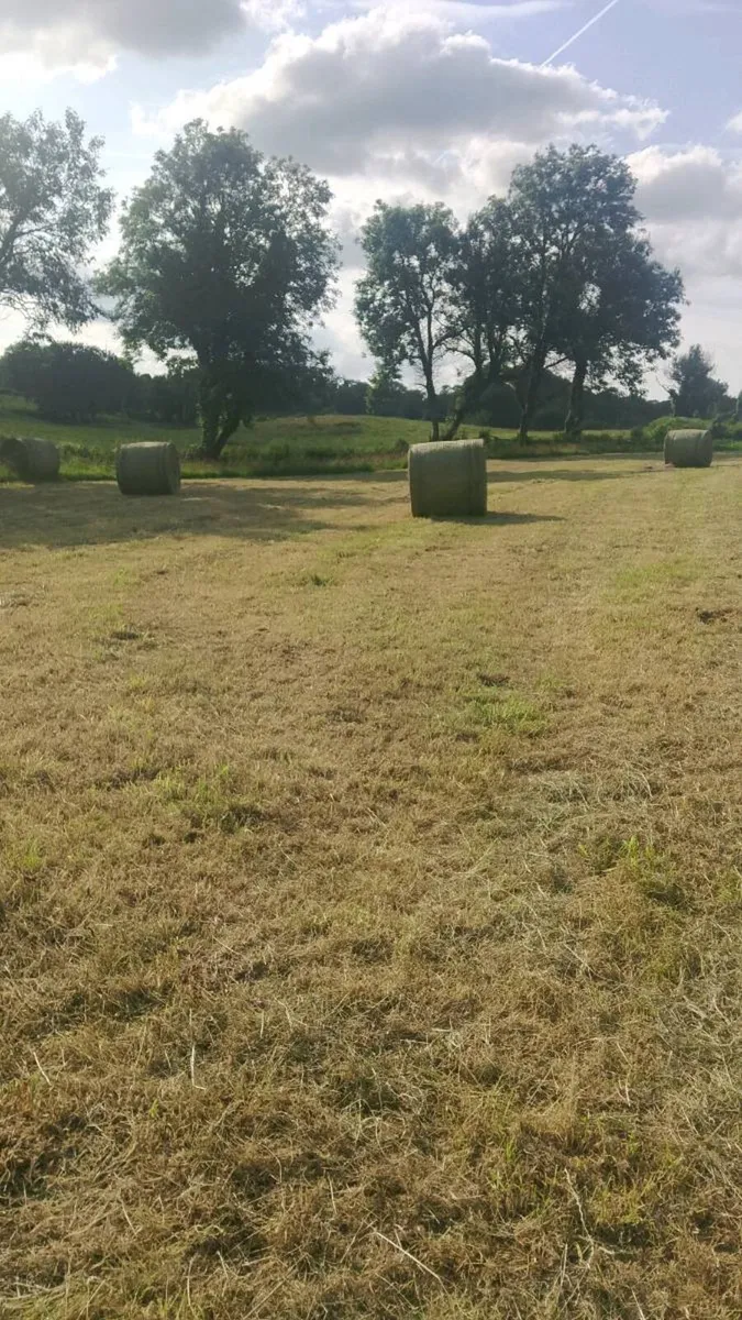 Quality Hay - Image 3