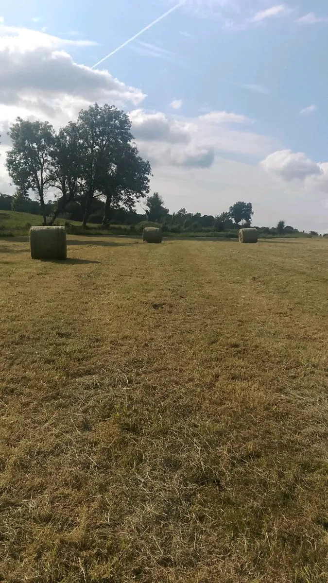 Quality Hay - Image 4