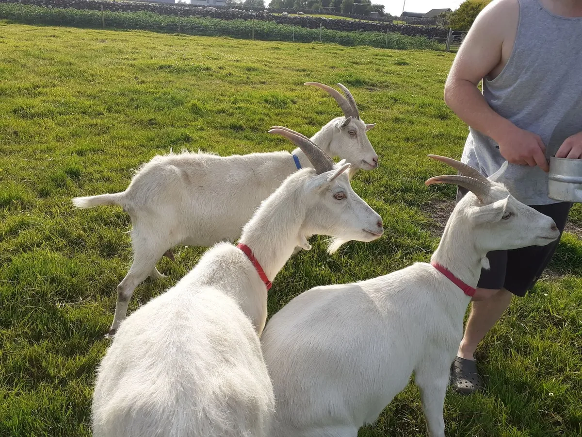 MILKING GOATS AND MALE GOAT - Image 2