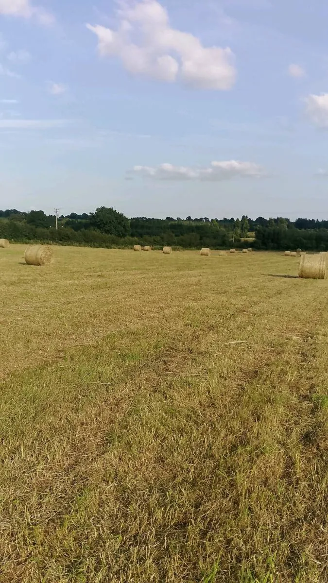 Quality Hay - Image 1